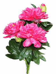 Пион арт. 3181-56